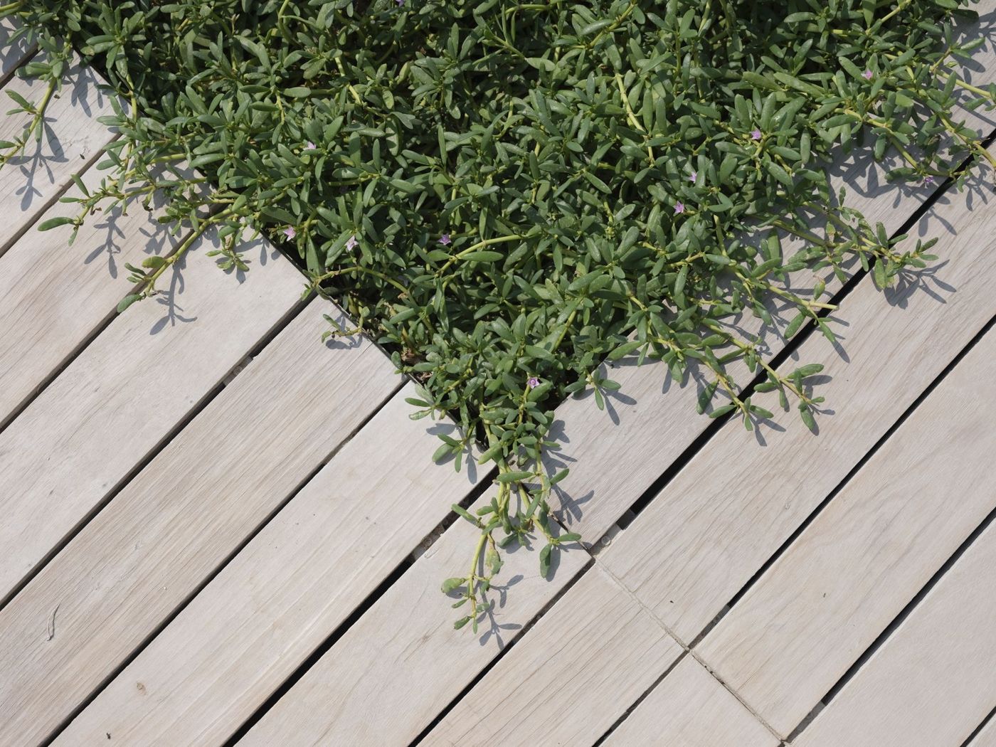 Close-up of pale grey deck boards laid on a diagonal, with a low green groundcover plant spilling out of a planter cutout in the decking